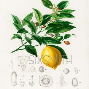 Lemon Vintage Watercolor Fine Art Giclee High Res